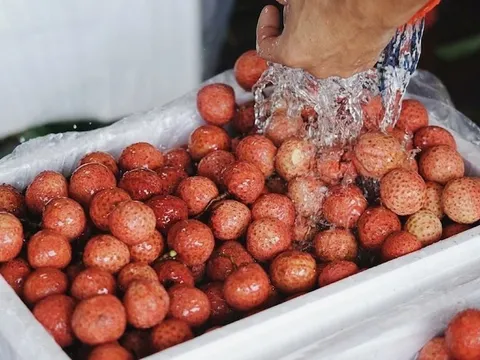 Vải thiều vào mùa: Mẹo bảo quản cả tháng vẫn tươi roi rói, không thâm vỏ hay chảy nước