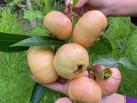 Loại quả mọc bờ rào xưa rụng đầy gốc, nay thành đặc sản được ưa chuộng giá 200.000 đ/kg, trồng một lần thu hoạch nhiều năm