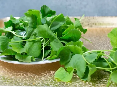 Loại rau được ví như “nhân sâm tự nhiên”, tốt cho sức khỏe nhưng người Việt lại coi là cỏ dại, thường nhổ vứt bỏ?