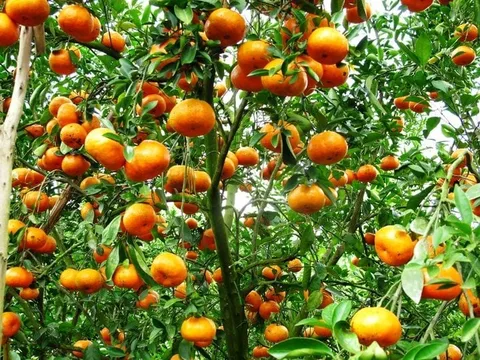 Cổ nhân dạy: Trồng 3 cây này trước cửa nhà để con cháu hưởng phúc, thịnh vượng suốt 3 đời