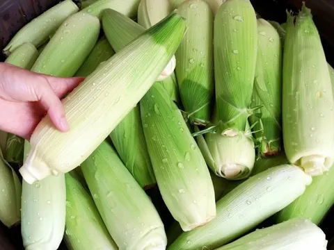 Luộc ngô đừng vội bóc sạch vỏ: Cho thêm thứ này vào nồi, ngô ngọt lịm mọng nước
