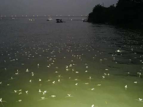 "Lộc trời" xuất hiện lúc nửa đêm, dân rọi đèn bắt về bán 300.000 đồng/kg, thành đặc sản lạ làm đủ món ngon ở thành phố