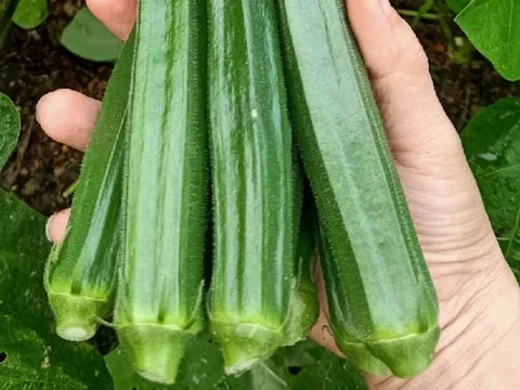 Gặp 4 loại rau củ này ngoài chợ vào mùa hè nhớ mua ngay: Rẻ tiền, sạch tuyệt đối lại bổ như sâm