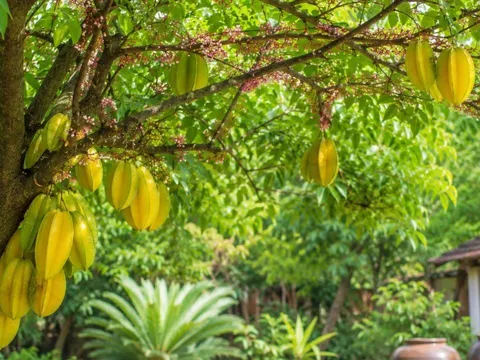  Vì sao người xưa thích trồng cây khế? Người mệnh này tuổi này chú ý