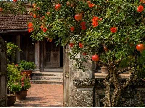 Vì sao nhiều nhà giàu xưa thích trồng cây lựu trước nhà? Hóa ra vì lý do này