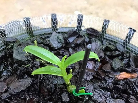 Xôn xao thông tin mầm lan huyền thoại Bướm Đại Ngàn giá 11,7 tỷ đồng khiến cộng đồng mạng dậy sóng