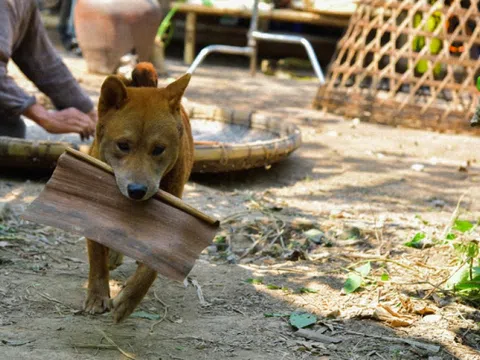 Chuyện về Vàng – diễn viên chính 4 chân đầu tiên của điện ảnh Việt Nam