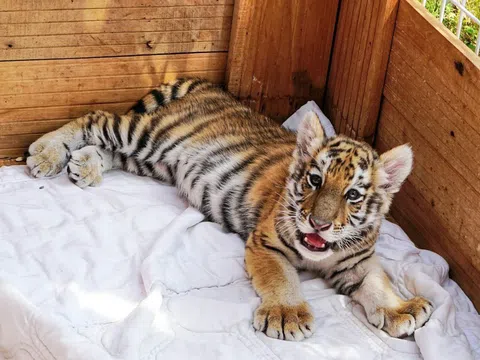 Dân mạng phấn khích với chú hổ Bengal đáng yêu hết nấc tại FLC Zoo Safari Park Quy Nhon