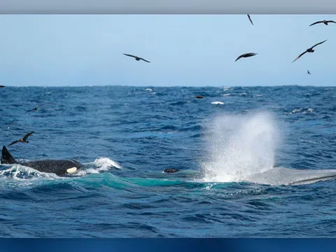 Kinh hoàng trước cảnh 70 chú cá voi sát thủ bao vây, giết chết cá voi xanh khổng lồ