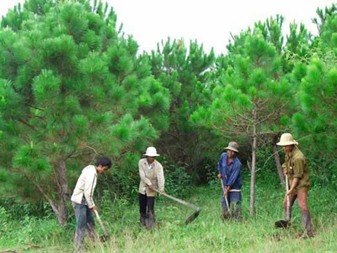 Đảm bảo tiêu chí phát triển mảng xanh song song góp phần tạo công ăn việc làm cho người lao động