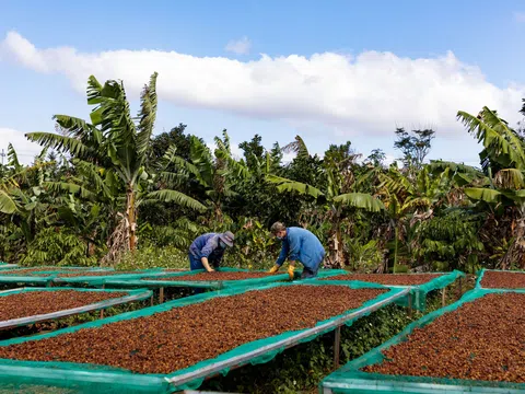 Cà phê bền vững Việt Nam khẳng định vị thế trên bản đồ thế giới