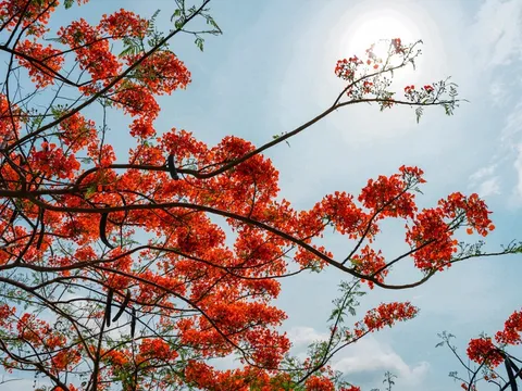 Vũng Tàu bước vào mùa hoa phượng vĩ, sắc đỏ rợp trời