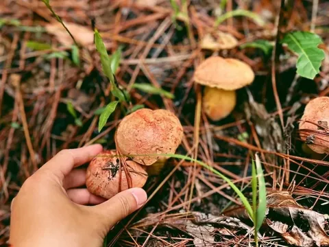 Đà Lạt vào mùa hái nấm, du khách có dịp 'sống ảo'