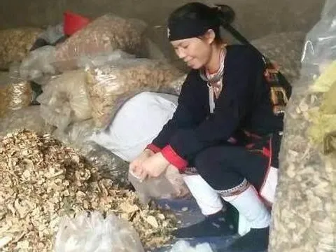 Biệt dược trong sách đỏ chữa khỏi mọi đau đớn của bệnh xương khớp