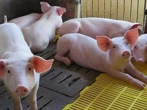 Giá heo hơi hôm nay 7/7: Tăng nhẹ một vài nơi