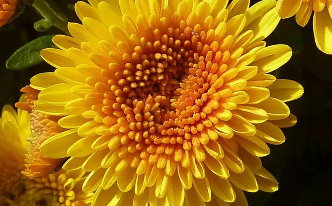 Trồng 5 loại cây vượng khí trước mộ tổ tiên: Đẹp mắt, mang lại may mắn