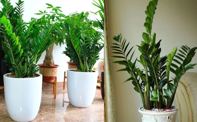 5 lợi ích khi trồng cây kim tiền trong nhà