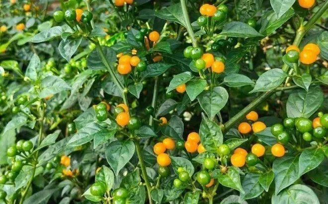Loại quả đắt nhất thế giới, Việt Nam trồng thành công vừa thu hoạch quả vừa làm cảnh, thành đặc sản 700.000 đ/kg