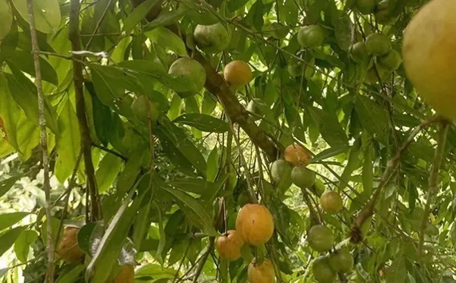 Loại quả xưa chín rụng đầy gốc, nay thành đặc sản ở thành phố giá 55.000 đ/kg, trồng một lần thu hoạch nhiều năm