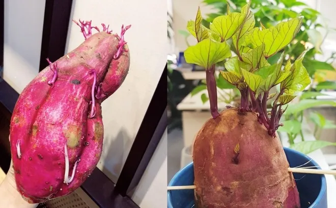 Khoai lang mọc mầm: Nên ăn hay bỏ?
