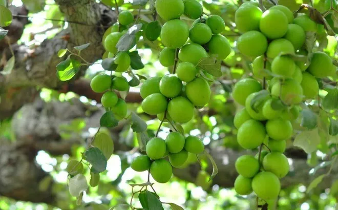 Loại quả "tốt nhất thế giới" chỉ có ở Khánh Hòa thành đặc sản nổi tiếng 50.000 đ/kg, trồng một lần thu hoạch nhiều năm