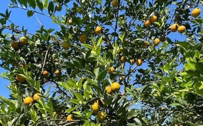 Loại quả lọt top tốt trên thế giới có ở Phú Thọ, là đặc sản nổi tiếng được ưa chuộng giá 60.000 đ/kg, trồng một lần thu hoạch nhiều năm
