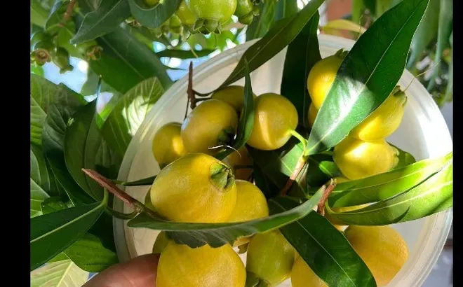 Loại quả xưa chín rụng đầy nay thành đặc sản giá 180.000 đ/kg, trồng một lần thu hoạch nhiều năm, du khách săn lùng