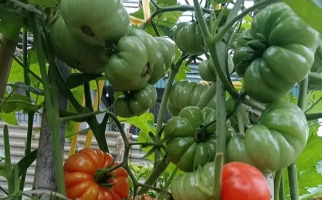 Loại quả xưa chín rụng đầy gốc, nay thành đặc sản ở thành phố giá 75.000 đ/kg, trồng 3 tháng cho thu hoạch