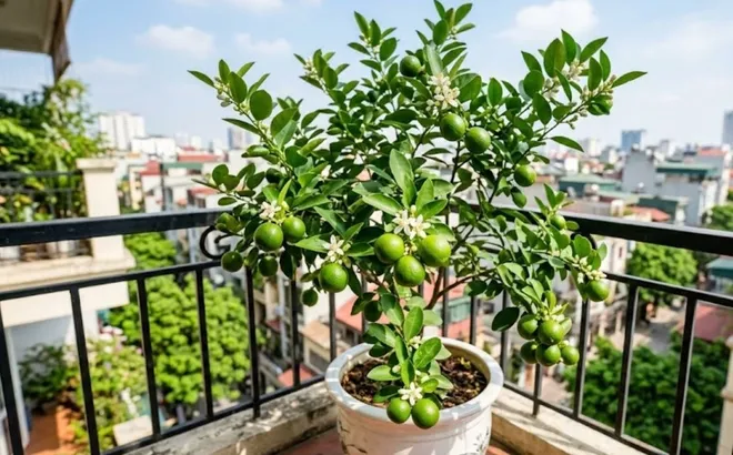 Người thuộc 2 mệnh này hợp trồng cây chanh nhất