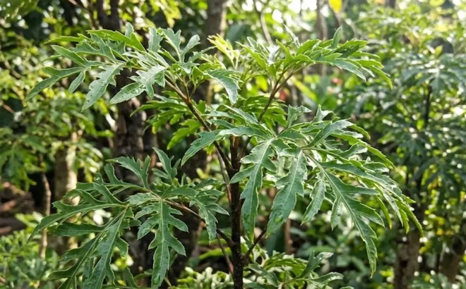 Tin vui cho những nhà đang trồng cây đinh lăng