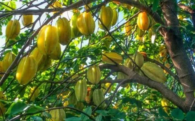 Trồng khế nên trồng khế chua hay khế ngọt
