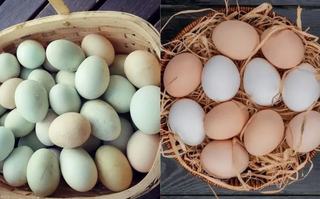 Trứng gà và trứng vịt - loại nào bổ dưỡng hơn?