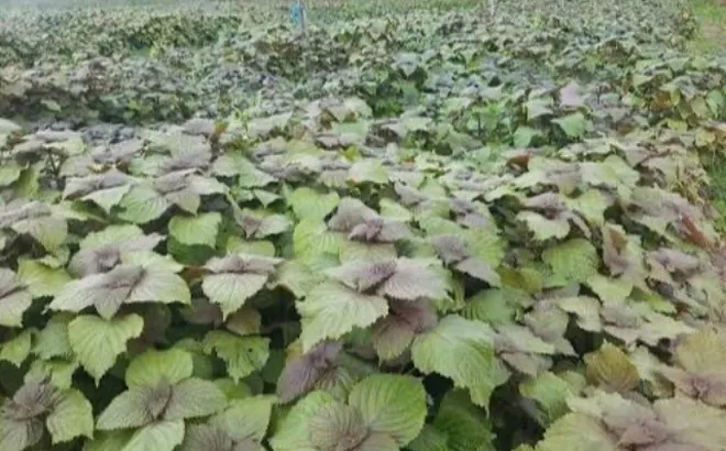 Loại rau lớn nhanh như thổi, trồng 30 ngày cắt ngọn thu hoạch được nhiều lần giúp nông dân đổi đời