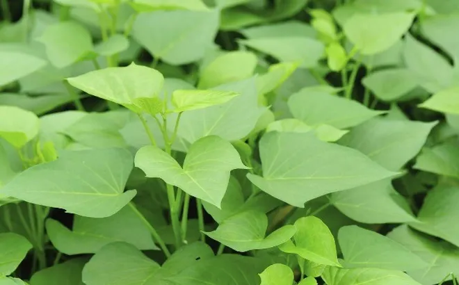 Loại rau lớn nhanh như thổi, giàu dưỡng chất, trồng một lần thu hoạch nhiều lần giúp nông dân làm giàu