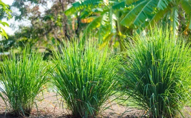 Loại cây gia vị mọc bờ bụi, giàu dưỡng chất, trồng một lần thu hoạch nhiều đợt giúp nông dân làm giàu